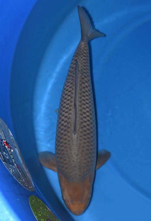 Dainichi Soragoi female Sansai 66cm T07-152