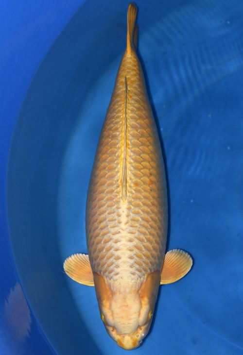 Dainichi MukashiOgon Botan female Yonsai 92cm T6-77