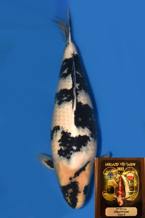 Dainichi Shiro Utsuri female Rokusai 86cm T15-90