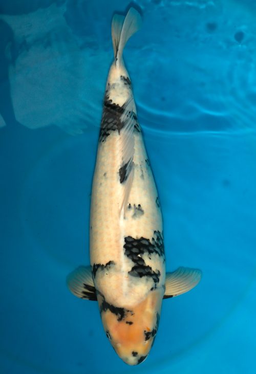 Dainichi ShiroUtsuri Sansai MonaLisa female 70cm T15-215