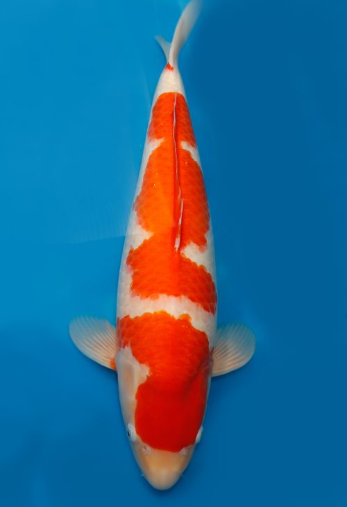 Koi Auktion Dainichi Kohaku Nisai SuperRikidozan female 60cm T14-0132