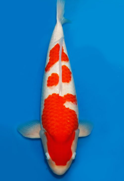 Dainichi Kohaku Nisai SuperRikidozan female 60cm T14-0133