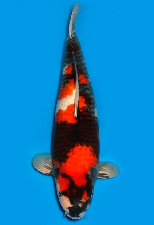 Koi Auktion Dainichi Showa Nisai MonaLisa 69cm female T15-0144