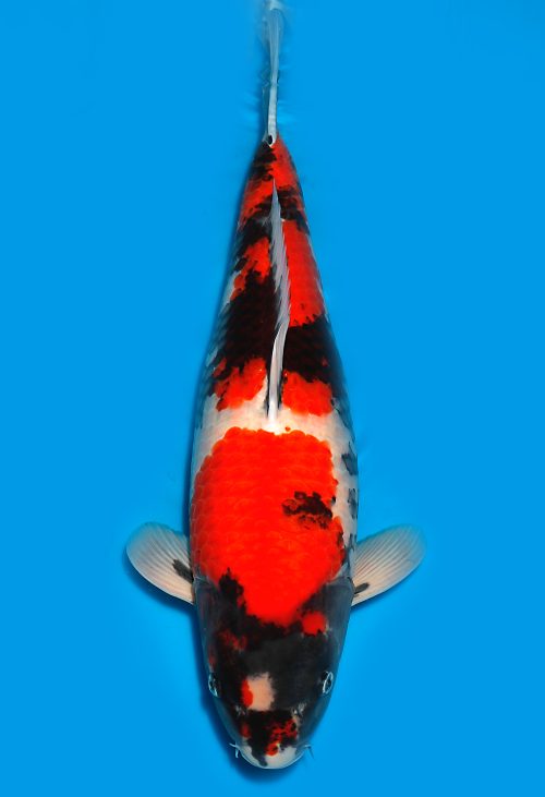 Koi Shop Dainichi Showa Nisai MonaLisa female 63cm T15-0291