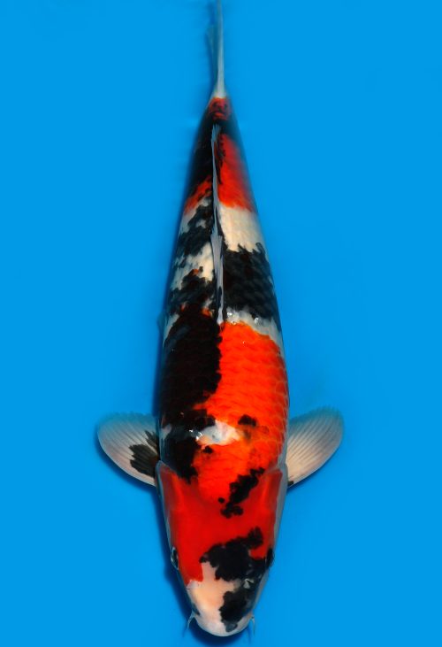 Koi Auktion Dainichi Showa Nisai MonaLisa female 58cm T15-0234