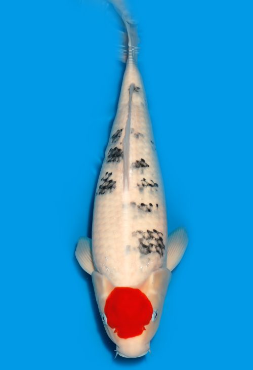 Koi Auktion Dainichi TanchoSanke Nisai MSankeJr. female 48cm T15-0172