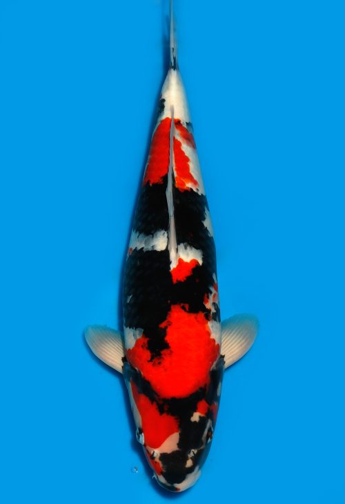 Koi Auktion Dainichi Showa Nisai Monroe female 52cm T15-0179