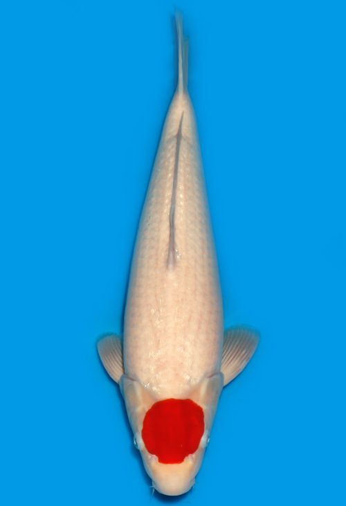 Koi Auktion Dainichi Tancho Nisai WhiteTiger female 49cm T15-0244