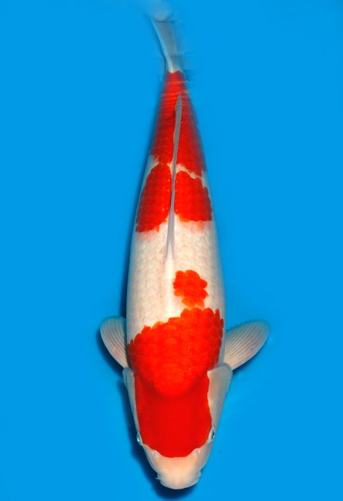 Koi Auktion Dainichi Kohaku Nisai RedTiger female 54cm T15-0250