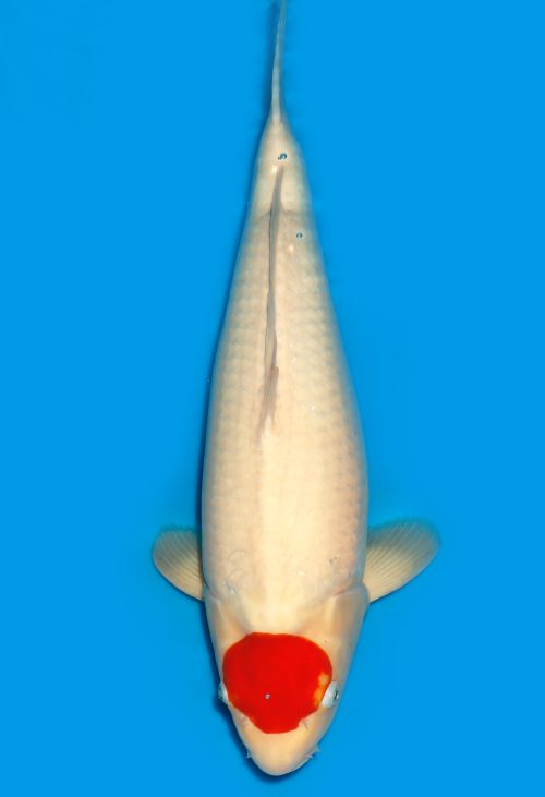 Koi Auktion Dainichi Tancho Nisai RedTiger female 56cm T15-0252
