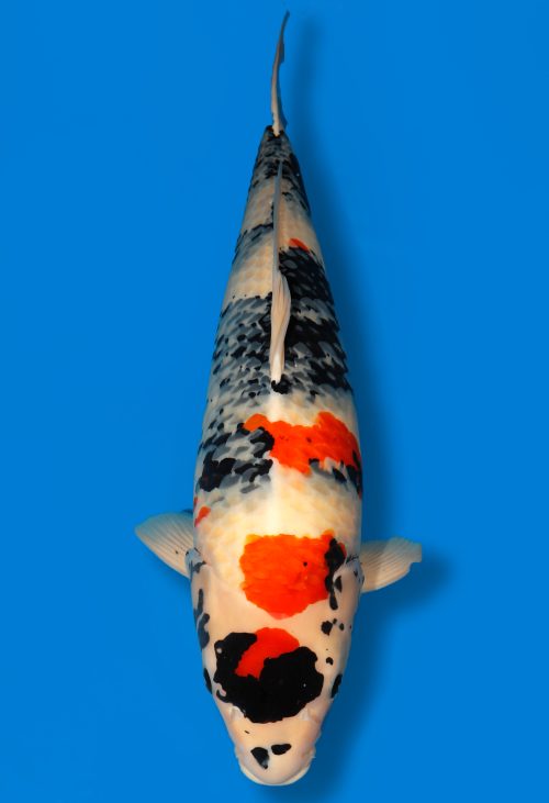 Koi Shop Dainichi Showa Sansai MonaLisa female 75cm T15-0572