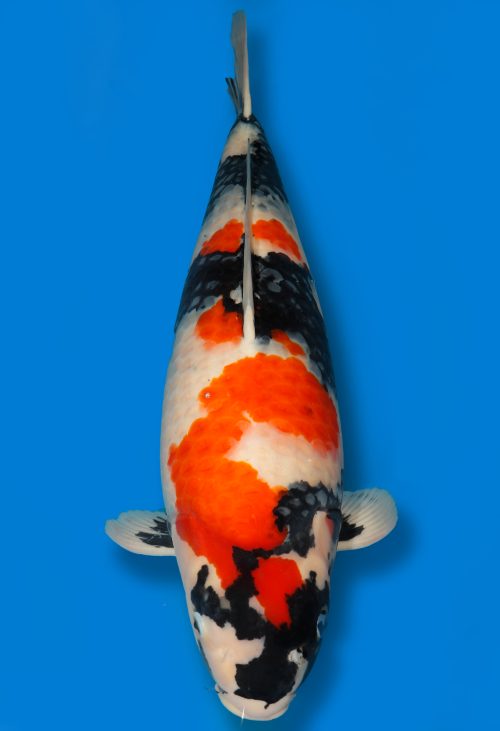 Koi Shop Dainichi Showa Nisai MonaLisa female 61cm T15-0160