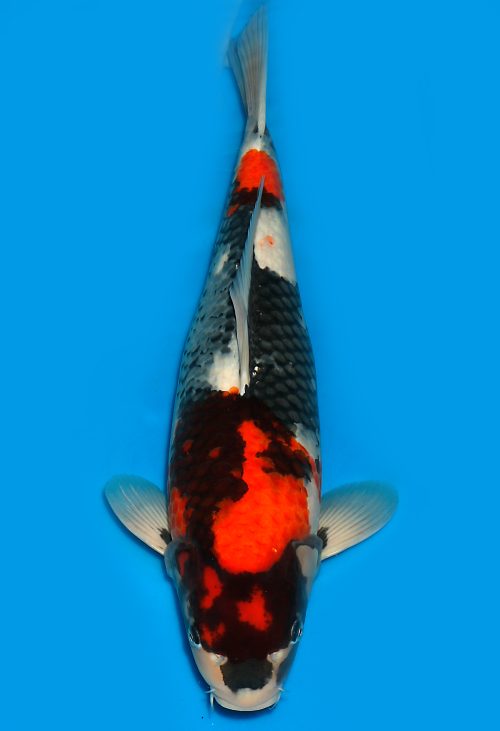 Koi Auktion Dainichi Showa Nisai Monroe female 54cm T15-0204