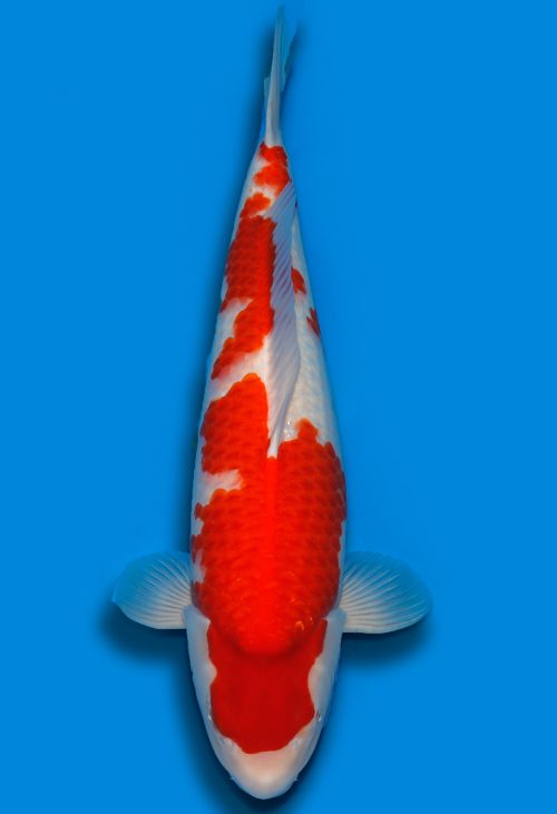 Koi HP Dainichi Kohaku Nisai RedTiger female 67cm T15-0325