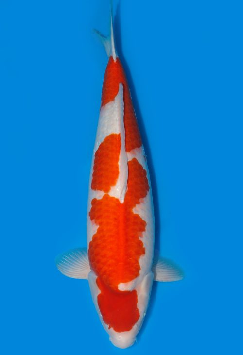 Koi HP Dainichi Kohaku Nisai RedTiger female 70cm T15-0326