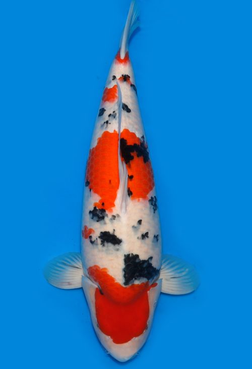 Koi HP Dainichi Sanke Nisai Mr.Big female 70cm T15-0321