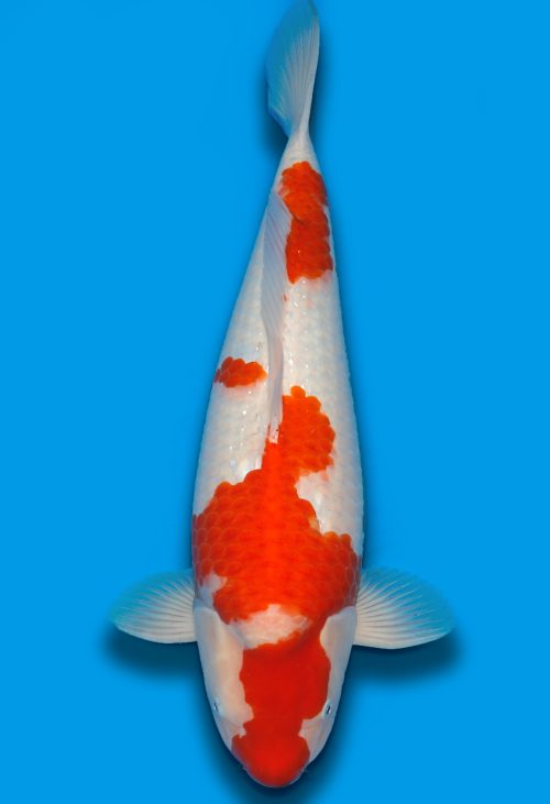 Koi HP Dainichi Kohaku Nisai WhiteTiger female 63cm T15-0327