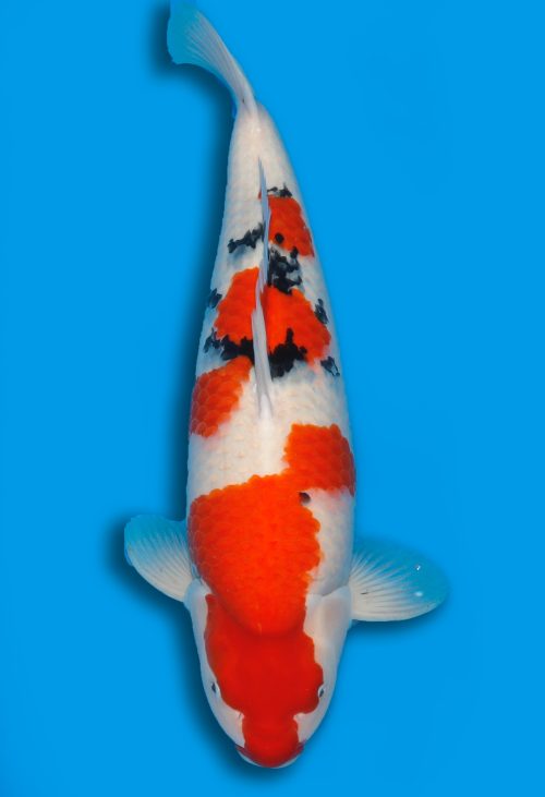 Koi HP Dainichi Sanke Nisai Mr.Big female 64cm T15-0320