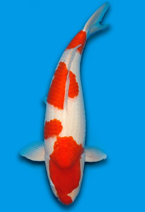 Koi HP Dainichi Kohaku Nisai RedTiger female 63cm T15-0328