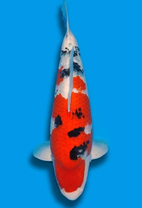 Koi HP Dainichi Sanke Nisai Mr.Big female 63cm T15-0319