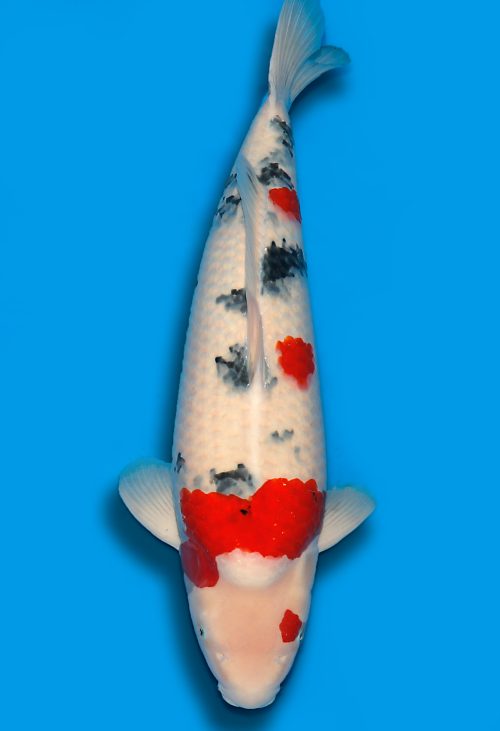 Koi HP Dainichi Sanke Nisai Mr.Big female 70cm T15-0318