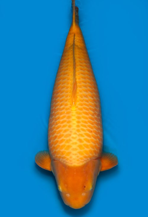 Koi Auktionen Dainichi Karashigoi Sansai YellowMonkey female 74cm T15-0552