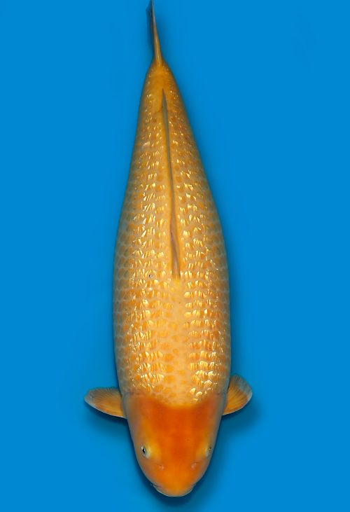 Koi Auktionen Dainichi GinrinKarashigoi Sansai YellowMonkey female 69cm T15-0553