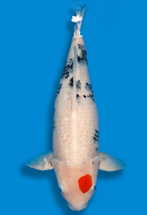 Koi Auktionen Dainichi TanchoShowa Sansai MonaLisa female 79cm T15-0570