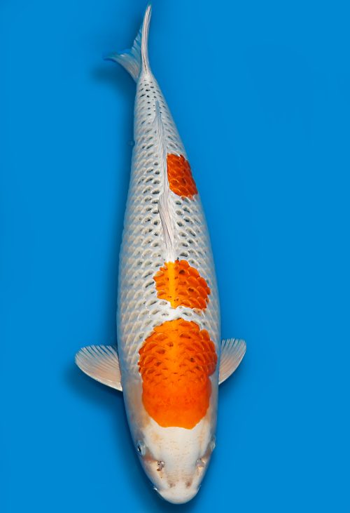 Koi Auktionen Dainichi Kujaku Sansai Maru/Omo female 70cm T15-0574