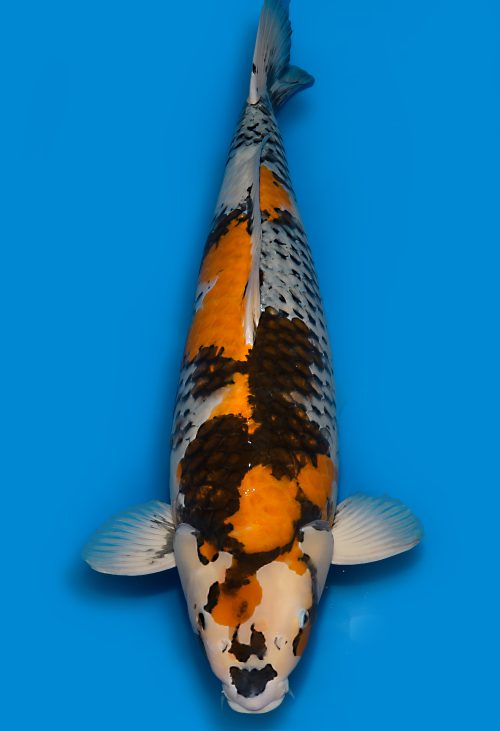Koi Verkauf Dainichi KawariShowa Sansai Monroe female 73cm T15-0571