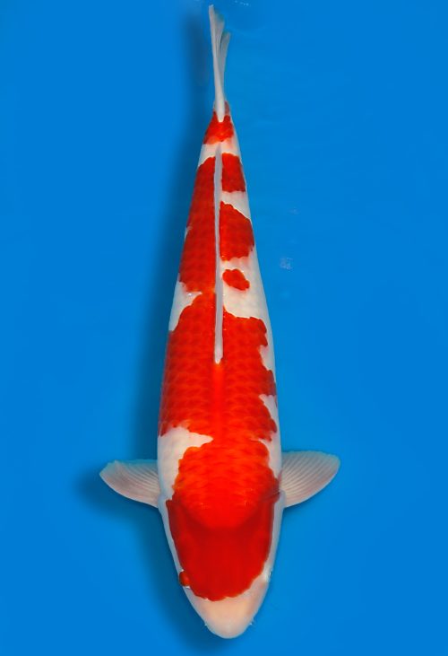 Koi Auktionen Dainichi Kohaku Nisai whiteTiger female 65cm T15-0739