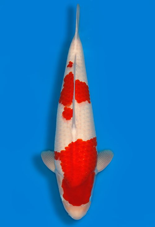 Koi Auktionen Dainichi Kohaku Nisai RedTiger female 58cm T15-0738