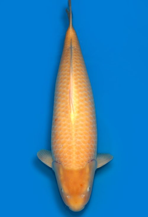 Koi Auktionen Dainichi Karashigoi Sansai YellowMonkey female 79cm T14-0755