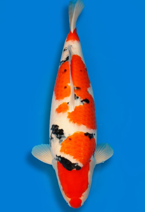 Koi Shop Dainichi Sanke Nisai MrBig female 62cm T15-0964