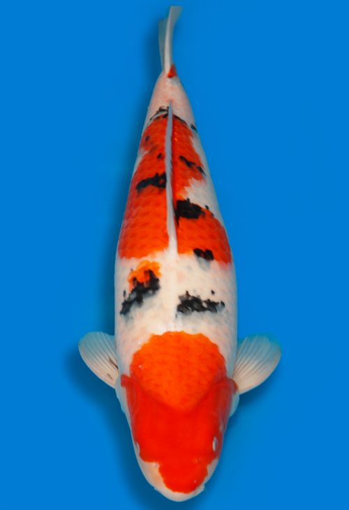 Koi Shop Dainichi Sanke Nisai MrBig female 63cm T15-0965