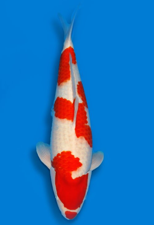 Koi Shop Dainichi Kohaku Nisai DMM female 61cm T15-0973