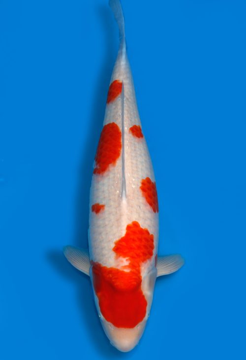 Koi Shop Dainichi Kohaku Nisai DMM female 68cm T15-0997