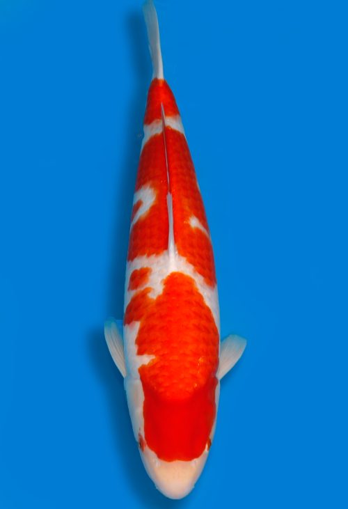 Koi Auktion Dainichi Kohaku Nisai DMM female 68cm T15-1006