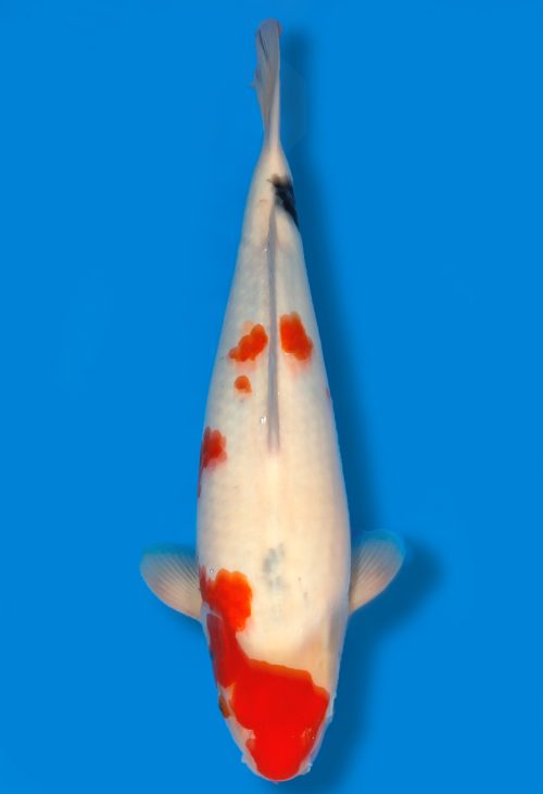 Koi Shop Dainichi Showa JumboTosai MonaLisa - 45cm T06-1062