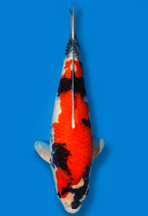 Koi Auktion Dainichi Showa Nisai Monroe female 57cm T06-0169