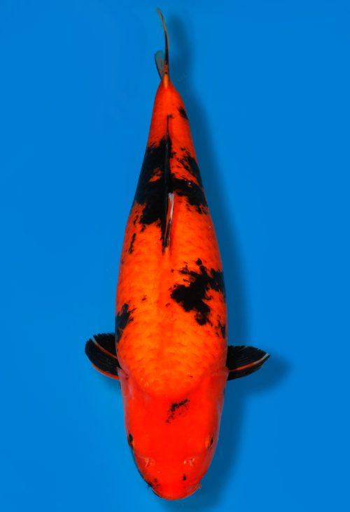 Koi Auktion Dainichi HiUtsuri Nisai MonaLisa female 66cm T15-0294