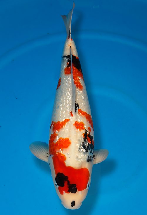 Koi Shop Dainichi GinrinShowa Nisai XGinrinShowa female 56cm T15-0746