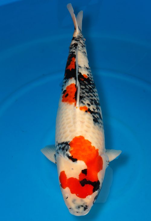 Koi Shop Dainichi Showa Sansai MonaLisa female 75cm T15-0576