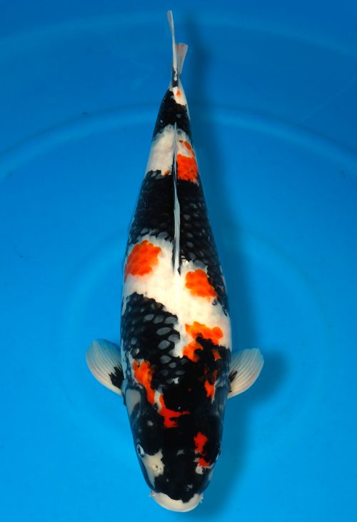 Koi Shop Dainichi Showa Nisai Monroe female 61cm T15-0130