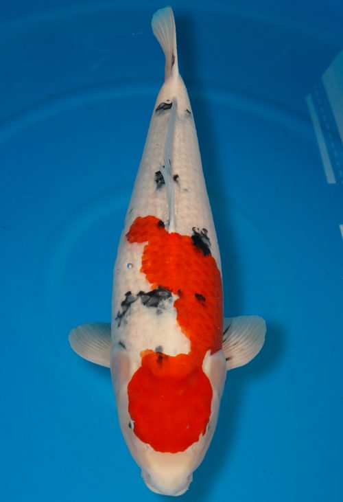 Koi Shop Dainichi Sanke Nisai MrBig female 67cm T15-0966