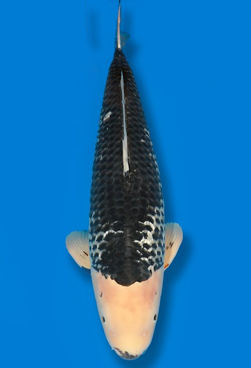 Dainichi BlackDiamond female Yonsai 73cm T14-139