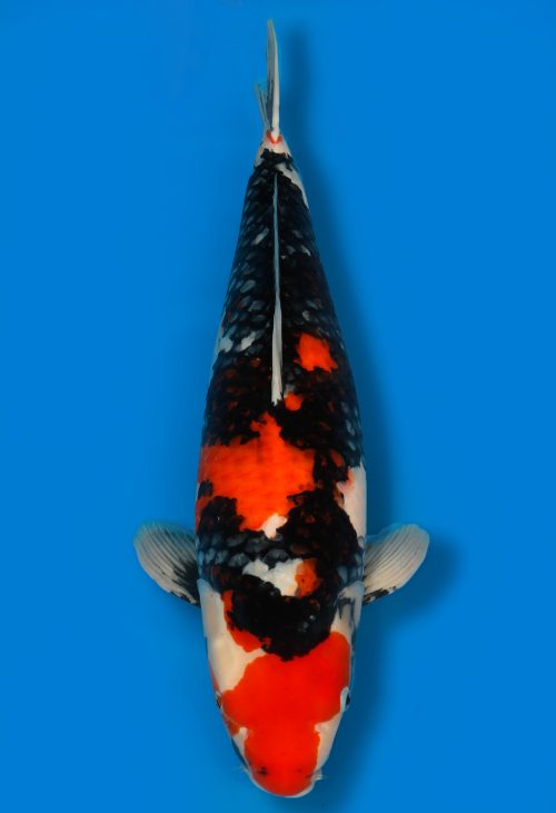 Koi Auktion Dainichi Showa Nisai MonaLisa female 61cm T15-0303