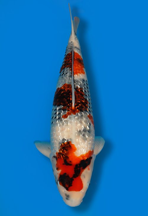 Koi Shop Dainichi GinrinShowa Nisai XGinrinShowa female 53cm T15-0747