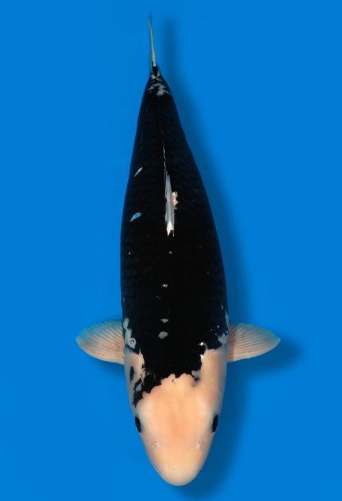 Dainichi BlackDiamond female Rokusai 87cm T15-140