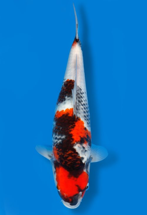 Koi Auktion Dainichi Showa JumboTosai MonaLisa - 46cm T11-1313